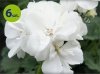 pelargonia rabatowa biała_allegro